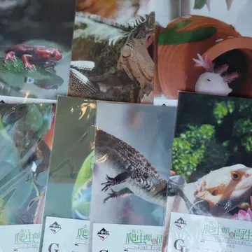 제일복권 파충류 양서류 G상 클리어 파일 스티커 7세트