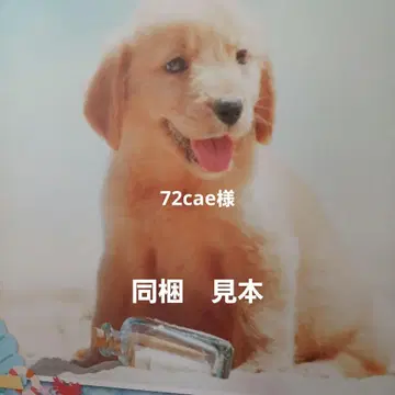 실바니아 잡화 병원 견본