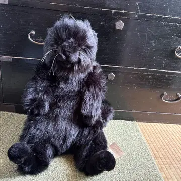 차차마루 2 검은 고양이 봉제 인형 NOSIDE 고양이 인형 귀여운