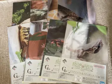 제일복권 파충류 & 양서류 클리어 파일 8종