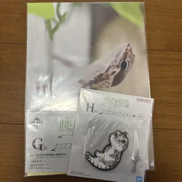 파충류 제일복권 클리어 파일 러버 컬렉션 도마뱀