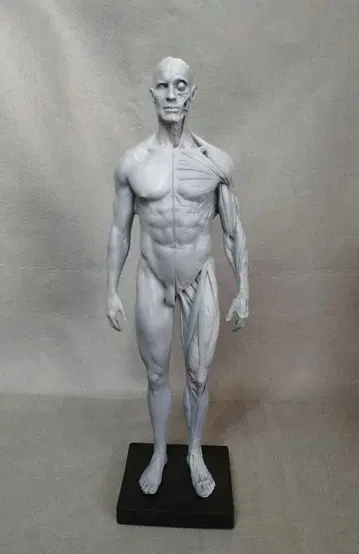 30cm 인체 모형 데생 등에