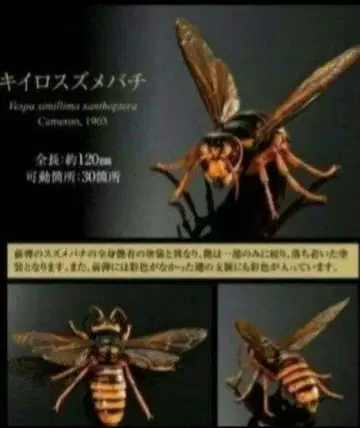 생물대도감 어드밴스 말벌 02 키이로스즈메바치 가챠폰