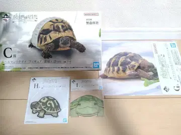 제일복권 파충류&양서류 Vol.2 C상 헤르만 육지거북 피규어