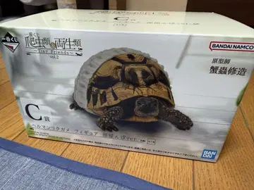제일복권 파충류 양서류 헤르만 육지거북 C상