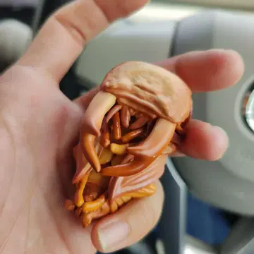 생물대도감10 왕사슴벌레 번데기