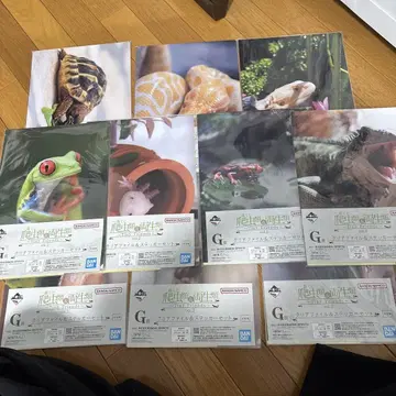 전 종류! 제일복권 파충류&양서류 클리어 파일 G상
