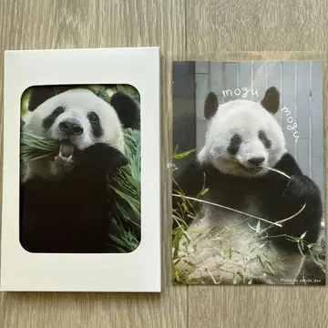 엽서 세트 샹샹