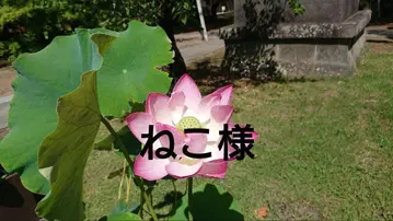 귀멸의 칼날 색지 캔뱃지