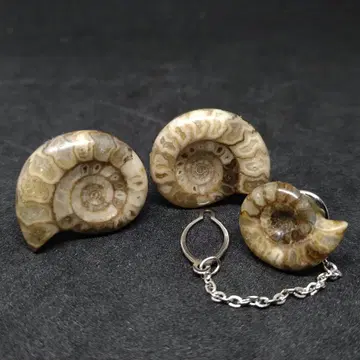 레어 암모나이트 화석 커프스 단추 및 턱