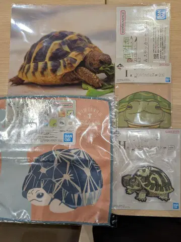 제일복권 파충류 및 양서류 거북이 세트