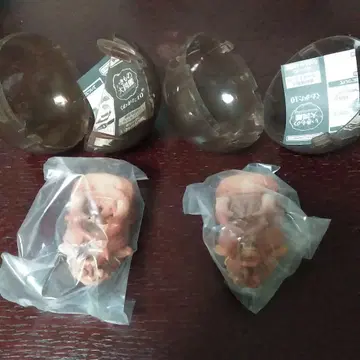 생물대도감