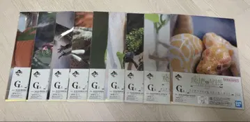 제일복권 파충류 G상 클리어 파일 & 스티커 세트 9종