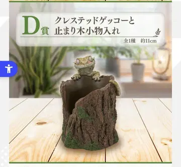 크레스티드 게코와 횃대 소품함 복권