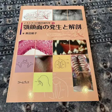 악안면의 발생과 해부