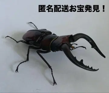 생물대도감 사슴벌레06 톱사슴벌레 (본토) 갈색 보물 발견 MANIAX!