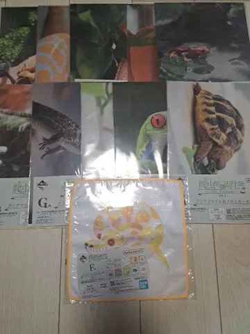 제일복권 파충류 & 양서류 G상 클리어 파일 & 스티커 세트 10종 컴프
