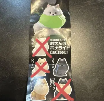 빛나는 목걸이를 한 산책 포메라라이트
