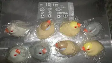 -메-칫사이 개체를 보전할 수 없게 된 문조2 총 8종 세트