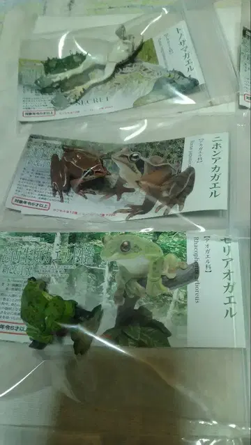 원색 양서류 개구리 도감 [신개정판] 하자품 풀 컴프