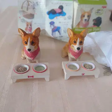 우리 집 House Dog style 코기 3마리