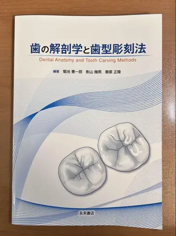 치아 해부학과 치형 조각법