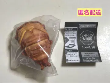 생물대도감 사슴벌레10 왕사슴벌레 번데기 가챠가챠