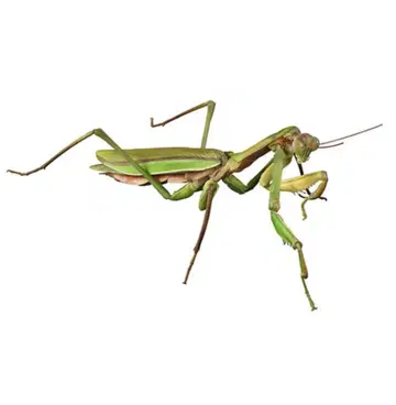 사마귀와 쇼료바타 모형