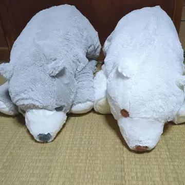 쿠타리 시로쿠마 실버 & 골드