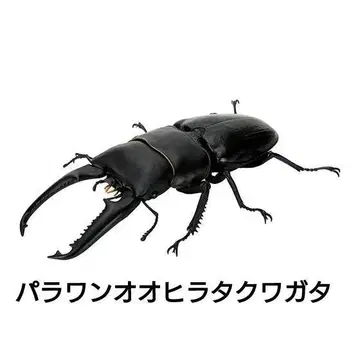 팔라완넓적사슴벌레 생물대도감 사슴벌레08 곤충 생물 가챠