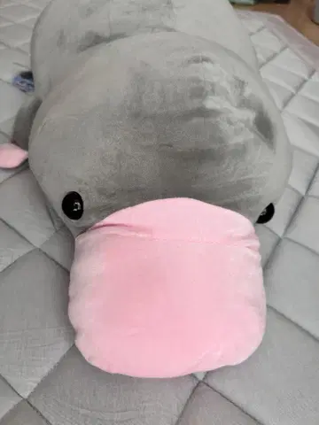 커다란! 오리너구리 2 모찌후와 봉제인형 그레