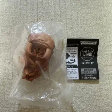 생물대도감 사슴벌레10 왕사슴벌레 (번데기)