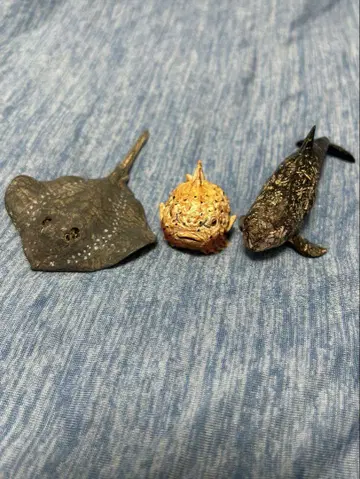 하시모토 미오 신에노시마 수족관 vol2 호시 에이 풍선 물고기 흑범고래