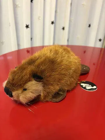 SUPER BEAVER 슈퍼 비버 짱