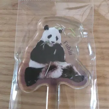 어드벤처 월드 팬더 마들러 카에데 짱