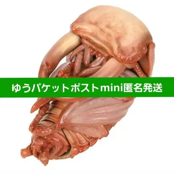 생물대도감 사슴벌레10 왕사슴벌레 (번데기)