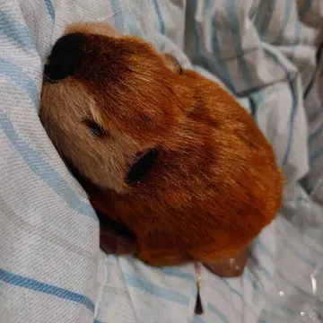 슈퍼 비버 봉제 인형