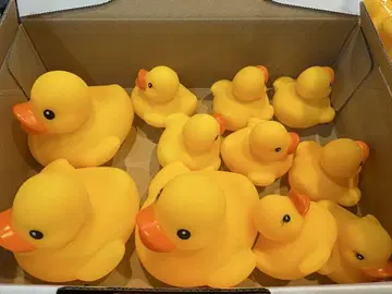 둥실둥실 오리 오리 대장 묶음 판매