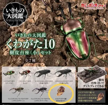 가샤폰 온라인 생물대도감 사슴벌레10 큰사슴벌레(번데기) 우화 직전