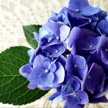 근년 토쿠코 프리미에볼 쉬폰 절개 튜닉 강아지 아플리케 자수 보라색 F