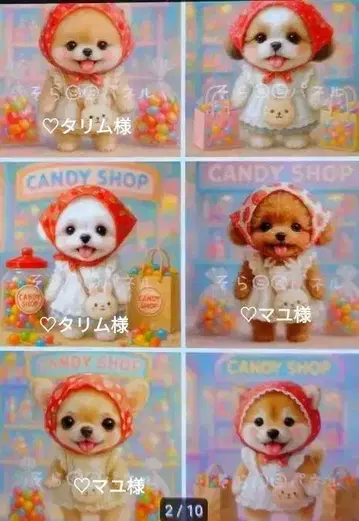 포메라니안 시추 치와와 토이푸들 시바견 말티즈 패널 오더 접수 중