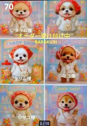 포메라니안 시추 치와와 토이푸들 시바견 말티즈 패널 오더 접수 중