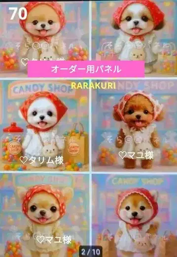 포메라니안 시추 치와와 토이푸들 시바견 말티즈 패널 오더 접수 중