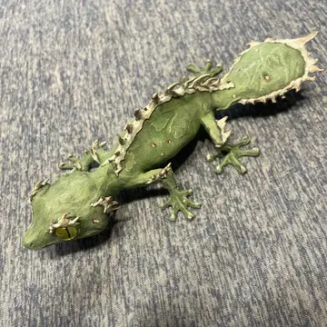 [새상품급] OZWRT Agave Leaf Tailed Gecko