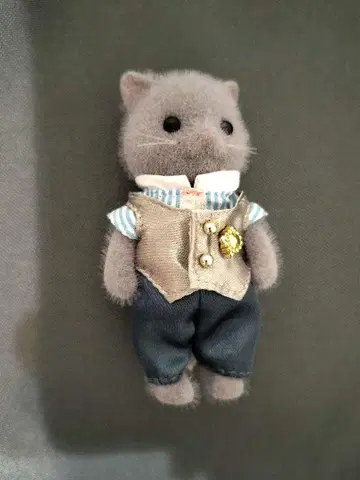 실바니아 페르시안 고양이 오빠