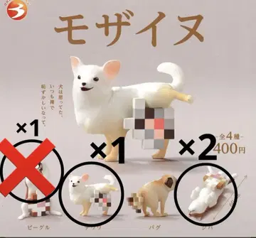 모자이스 비글 x 1 치와와 x 1 시바견 x 2