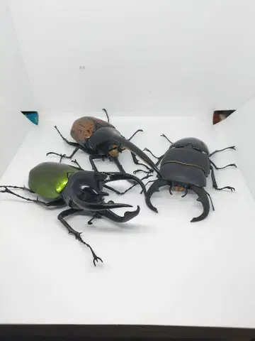 생물 도감 캡슐 토이 3종 세트 헤라클레스, 코카서스, 다이오우히라타