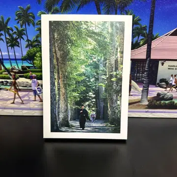 흩날리는 동백 DVD