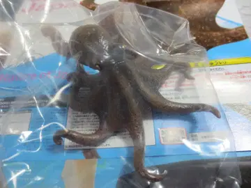 네이처 오브 재팬 일본의 생물 02 문어 참문어 문어