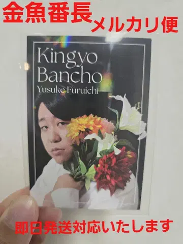 요시모토 콜레카 금붕어 반장 후루이치 미노와